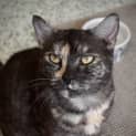 Photo of Latte