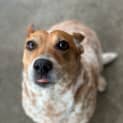 Photo of Marley