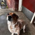 Photo of Marley