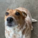 Photo of Marley