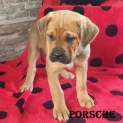 Photo of Porsche