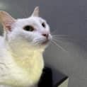 Photo of Snowball