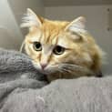 Photo of Juniper