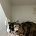 Photo of Luna