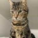 Photo of Nala