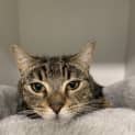 Photo of Nala