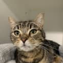 Photo of Nala