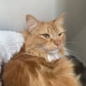 Photo of Cookie