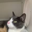 Photo of Sox