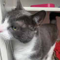 Photo of Sox