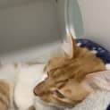 Photo of Cheddar 