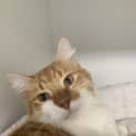 Photo of Cheddar 