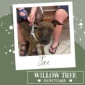 Photo of Jax