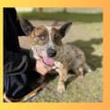 Photo of Tessie