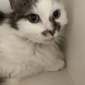 Photo of Milli