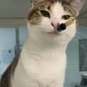 Photo of Tiger Lilly