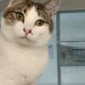 Photo of Tiger Lilly