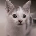 Photo of Fudge