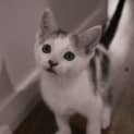 Photo of Fudge