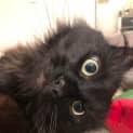Photo of Majo