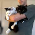 Photo of Moggs / Cloud