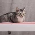 Photo of Mumma Mia ** 2nd Chance Cat Rescue**