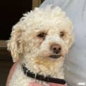 Photo of Chayce