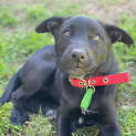 Photo of Snookie
