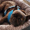 Photo of Rosie