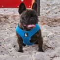 Photo of Rosie
