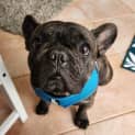 Photo of Rosie