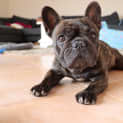 Photo of Rosie