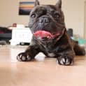 Photo of Rosie