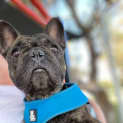 Photo of Rosie