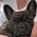 Photo of Rosie