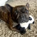 Photo of Rosie