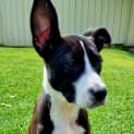 Photo of Dove 4 Month Old Staffy X (Trial)