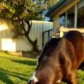 Photo of Dove 4 Month Old Staffy X (Trial)