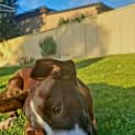 Photo of Dove 4 Month Old Staffy X (Trial)
