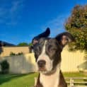 Photo of Dove 4 Month Old Staffy X (Trial)