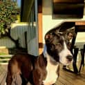 Photo of Dove 4 Month Old Staffy X (Trial)