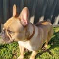Photo of Evie   3 Year Old French Bulldog (Trial)