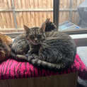 Photo of Nutmeg **2nd Chance Cat Rescue** 