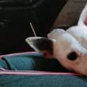 Photo of Buster
