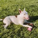 Photo of Buster