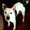 Photo of Buster