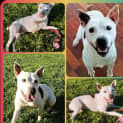 Photo of Buster