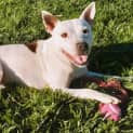 Photo of Buster