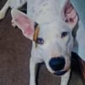 Photo of Buster
