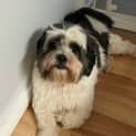 Photo of Billy Boy